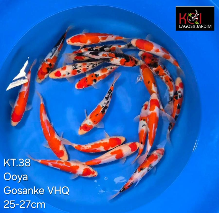 DIAS ABERTOS - EXCLUSIVO TOSAIS!!!!