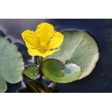 (PA) YELLOW FLOATING-HEART (Nymphoides peltata)