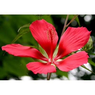 (PA) HIBISCUS COCCINEUS (Scarlet Rosemallow)