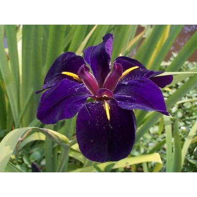 (PA) IRIS BLACK GAMECOCK (Louisiana Iris)