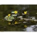 (PA) YELLOW FLOATING-HEART (Nymphoides peltata)