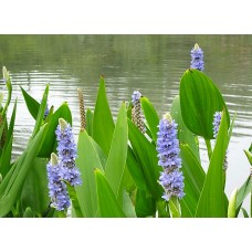 (PA) PONTEDERIA CORDATA (Pickerel Weed)